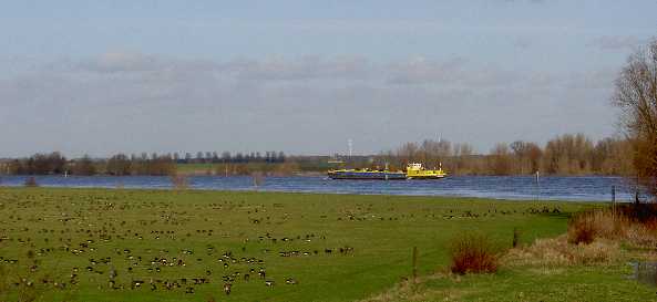 Wildgänse am Rhein